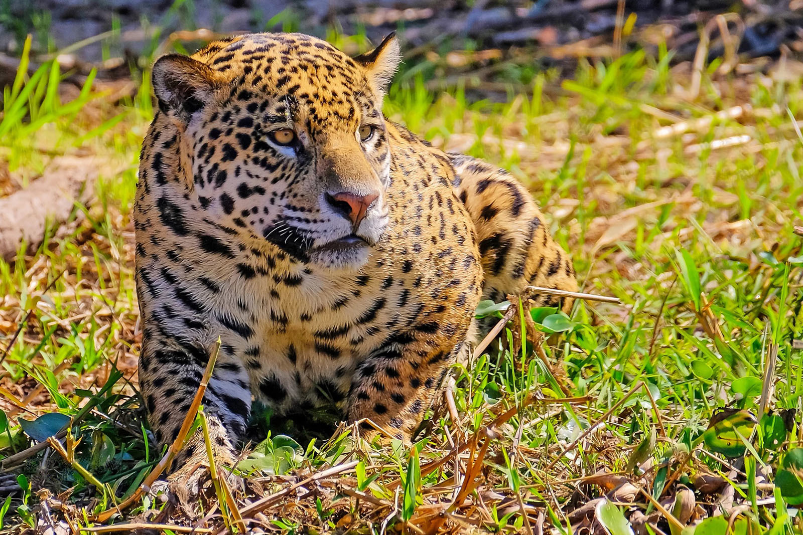 10 самых опасных животных Латинской Америки
